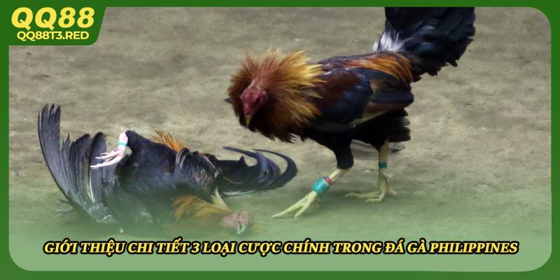 Giới thiệu chi tiết 3 loại cược chính trong đá gà Philippines