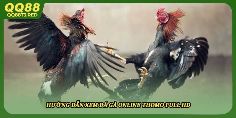 Hướng dẫn xem đá gà online thomo full HD