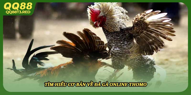 Tìm hiểu cơ bản về đá gà online thomo