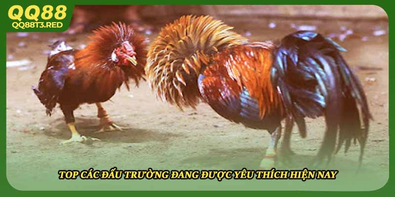 Top các đấu trường đang được yêu thích hiện nay
